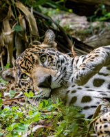 /album/fotogaleria-panama-zajazd-vy-a-my/panama-zajazd-2-png/